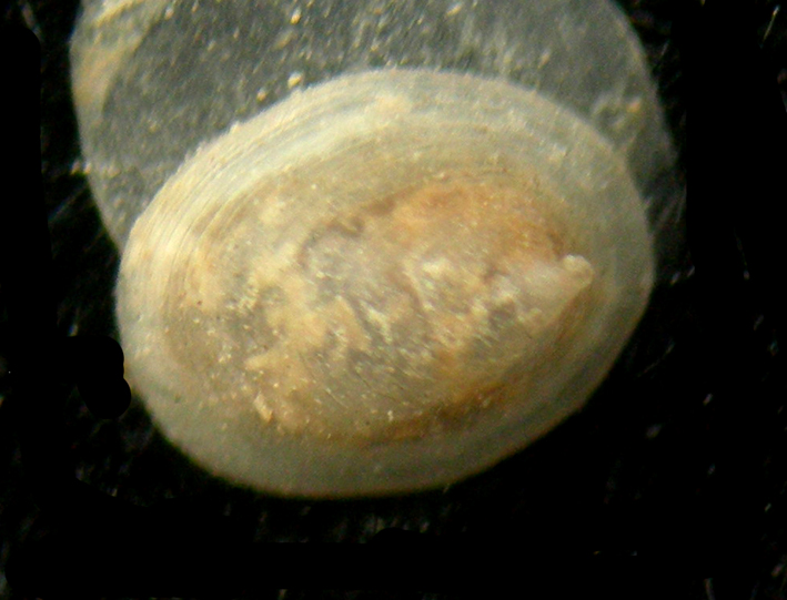 Copulabyssia corrugata